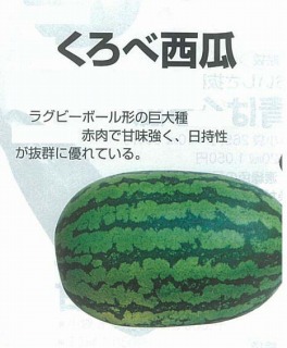 楽天市場】スイカ種 タキイ交配ブラックボール2 タキイ種苗の