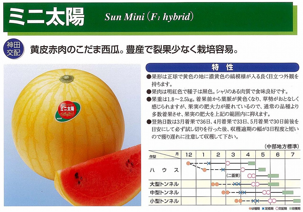 楽天市場 スイカ ミニ太陽 神田交配 小袋 野菜のタネのお買い物 太田のタネ