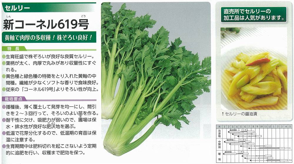 楽天市場 セロリ セルリー 新コーネル619号 タキイ 小袋 野菜のタネのお買い物 太田のタネ
