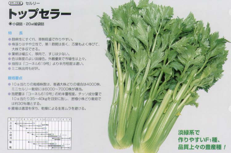 楽天市場 セロリ セルリー トップセラー タキイ交配 小袋 野菜のタネのお買い物 太田のタネ