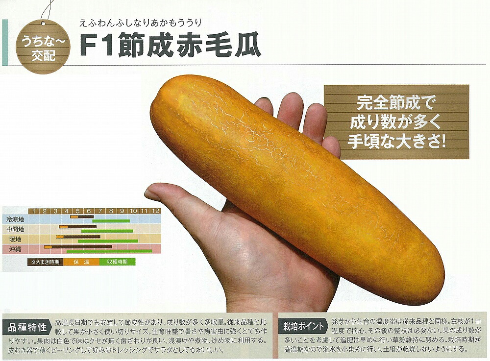 【楽天市場】【シロウリ】F1節成赤毛瓜〔うちな~交配〕/小袋(10粒):野菜のタネのお買い物 太田のタネ