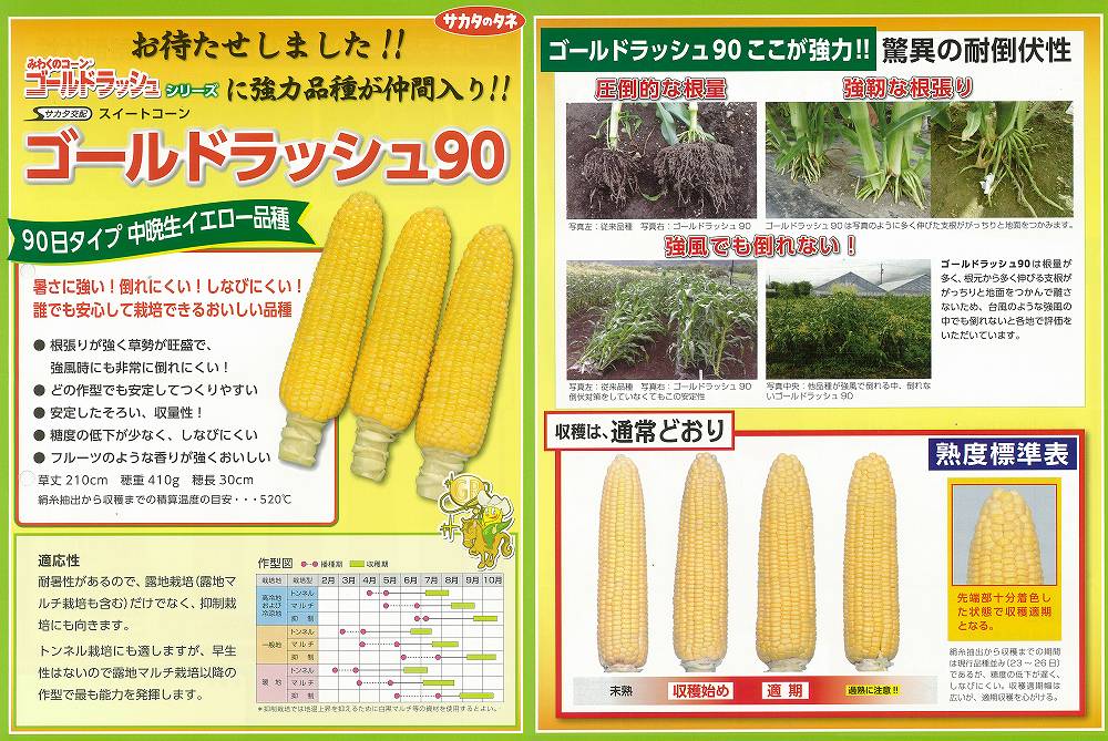 楽天市場 トウモロコシ ゴールドラッシュ90 サカタ交配 小袋 野菜のタネのお買い物 太田のタネ