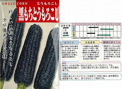 楽天市場 トウモロコシ 黒もちとうもろこし 固定種 小袋 野菜のタネのお買い物 太田のタネ