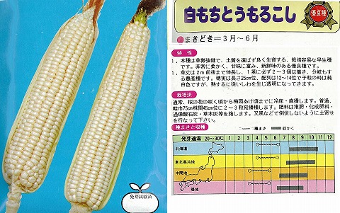 楽天市場 トウモロコシ 白もちとうもろこし 固定種 小袋 野菜のタネのお買い物 太田のタネ