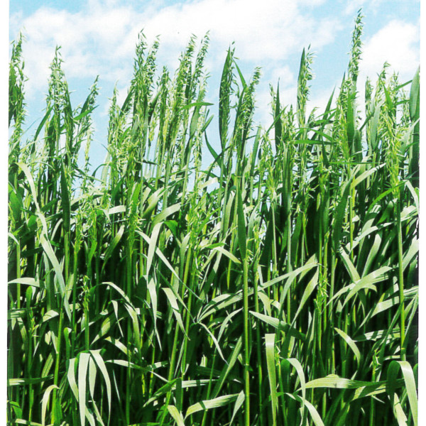 種子ヒットマン（晩成）22.5kg大袋緑肥　種子 エンバク 緑肥 エンバク ヒットマン 5kg (1kg×5袋) カネコ種苗 緑肥