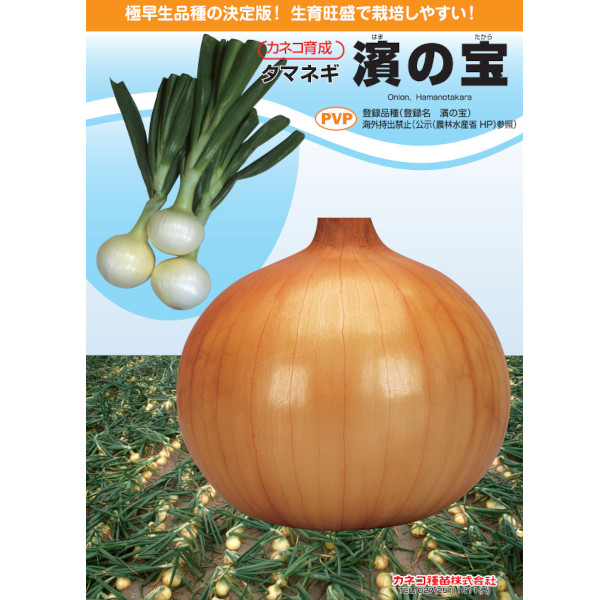 内果皮【たまねぎ】極早生  濱の宝【カネコ種苗】20ml・2デシリットル・ペレット5千粒