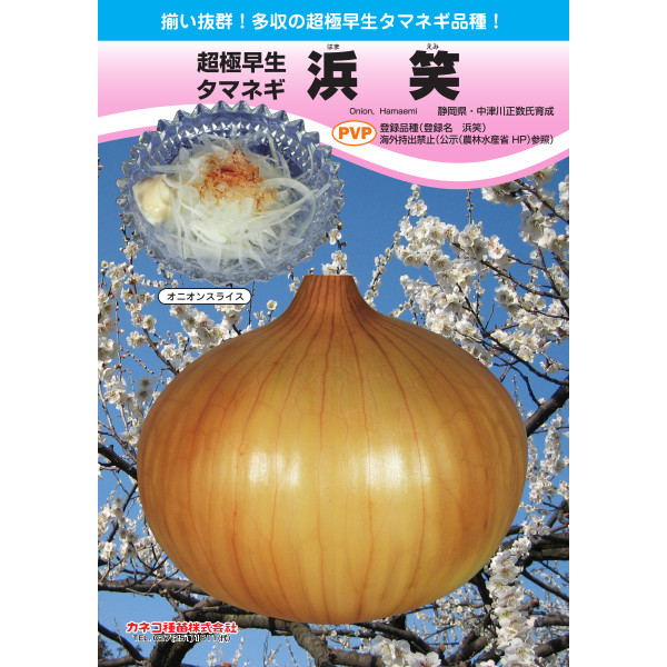 内果皮【たまねぎ】超極早生 浜笑【カネコ種苗】20ml・2デシリットル・ペレット5千粒