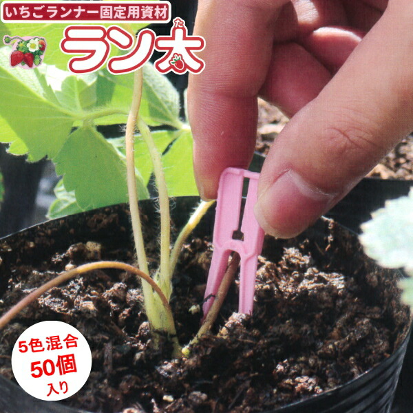楽天市場】いちごランナーピン購入者限定特典【いちごの育て方質問