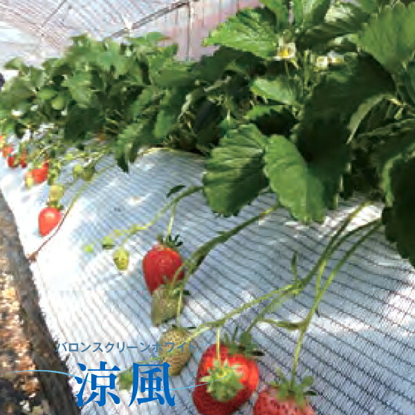 小泉製麻　高拡散反射ネット　バロンスクリーンホワイト涼風　MF50　遮光率45～50％　幅25cm×長さ50m