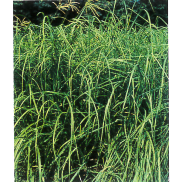 馬糧 内果皮【サクラ色水呑み】カタンボラ （決まり切った内果皮）【カネコ種苗】干し草干し草用
