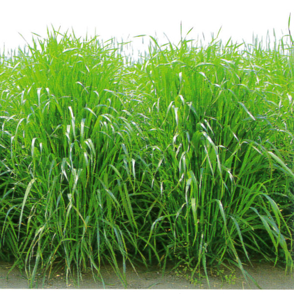 草藁内果皮【アウェナ ストリゴサ】ニューオーツ（早生種）【カネコ種苗】干し草用 / 緑肥用
