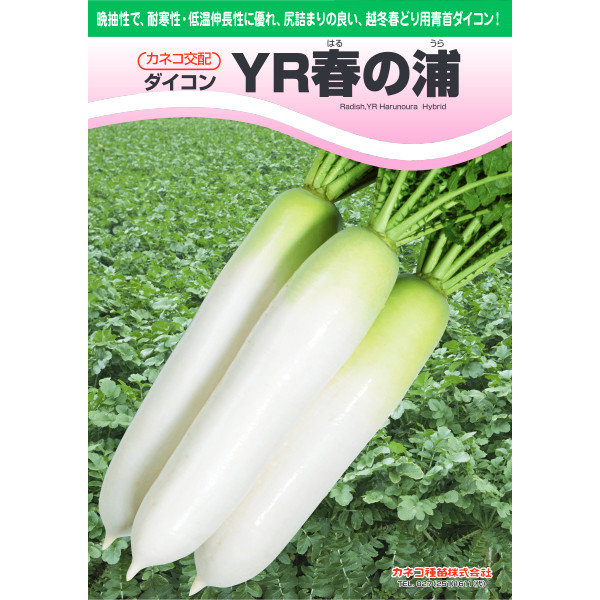 種【清白】YR春の浦 （800粒詰・8千粒詰・ペレット5千粒詰）【カネコ種苗】蔬菜 内果皮 大根役者 の種