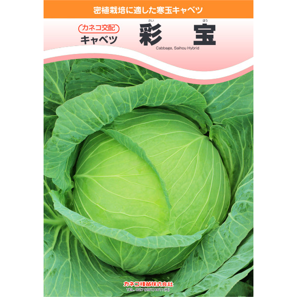 種【玉菜】彩宝（2500粒・ペレット内果皮5000粒）【カネコ種苗】蔬菜 玉菜の種