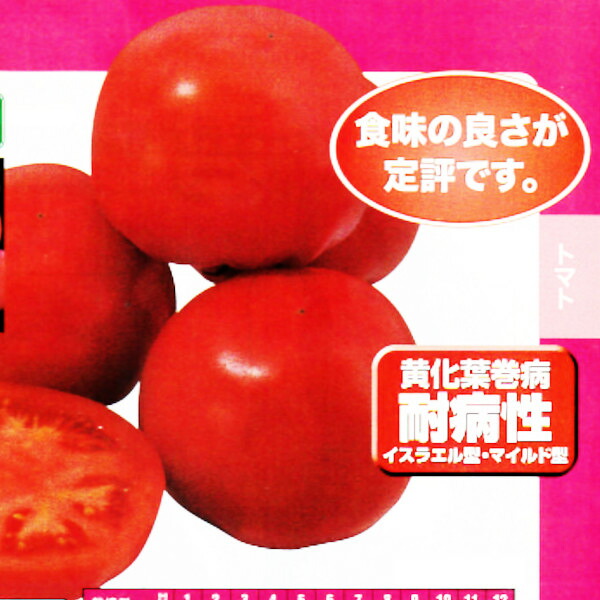 種【大玉赤茄子】大安吉日（20粒・500粒）【ナント種苗】蔬菜 内果皮