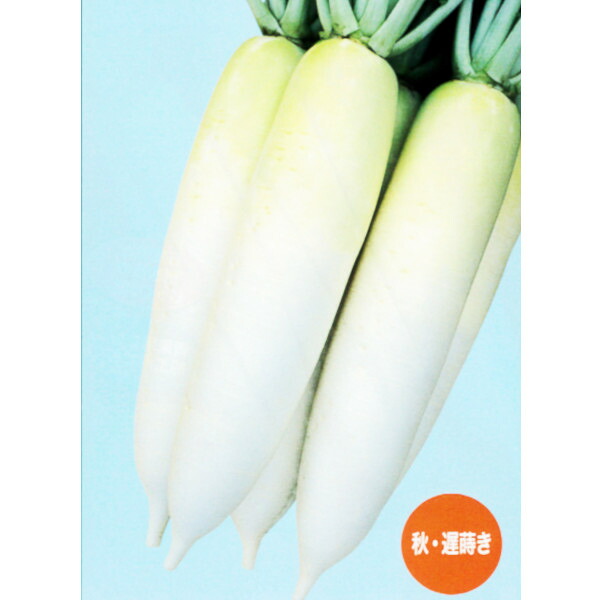 種【清白】冬人88（4ml・20ml・2デシリットル）【ナント種苗】蔬菜 内果皮 大根役者の種