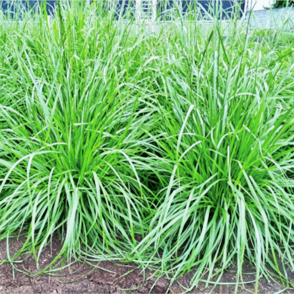 【P5倍】 牧草種子【トールフェスク】バーオプティマ（中早生種）【カネコ種苗】飼料　【バナーからエントリーでポイント5倍　7/19 20:00 - 7/26 1:59】｜農薬・資材・農機のおてんとさん