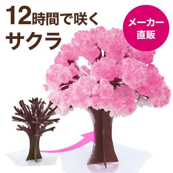 楽天市場】【メール便マジック桜ミニ Magic桜ミニ 6時間で咲くサクラ