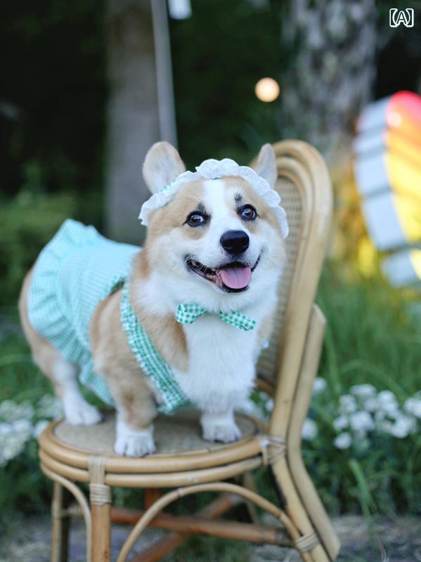 犬服 ドレス ワンピース ドッグウェア かわいい おしゃれ ペット 帽子 夏 通気性 快適 チェック スカート 中型犬 グリーン ブルー 4,656円