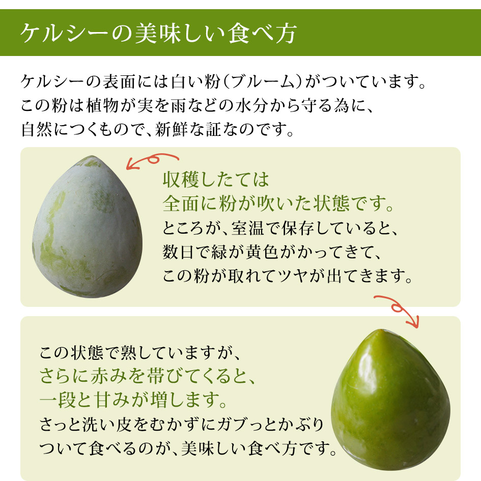 【ご予約商品】これは何だ?新感覚プラム!★山梨県産幻の高級プラムケルシー約1.2kg(8〜11玉)★発送は8月下旬ごろになります!経験のないジューシーな味!楽天人気ナンバー1に挑戦!桃お中元暑中見舞い残暑見舞い