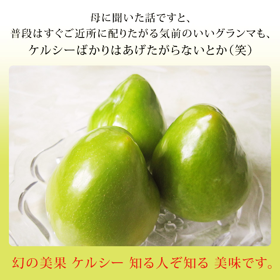【ご予約商品】これは何だ?新感覚プラム!★山梨県産幻の高級プラムケルシー約1.2kg(8〜11玉)★発送は8月下旬ごろになります!経験のないジューシーな味!楽天人気ナンバー1に挑戦!桃お中元暑中見舞い残暑見舞い