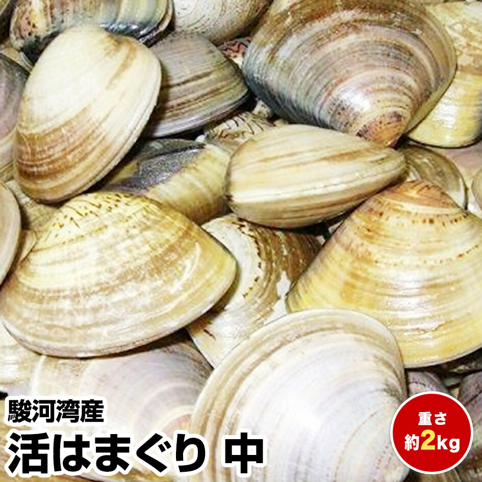 母の日 父の日 ギフト 初節句 お中元 クーポン使用で 個目1500円off 個目00円off 国産 活はまぐり 中 2kg 駿河湾産 鮮度抜群 送料無料 一部地域を除く 税込 1 2 1 7は発送 日時指定ともに承っておりません お試し 保存食 お買得 まとめ買い お食い初め 鯛 蛤 ハマグリ