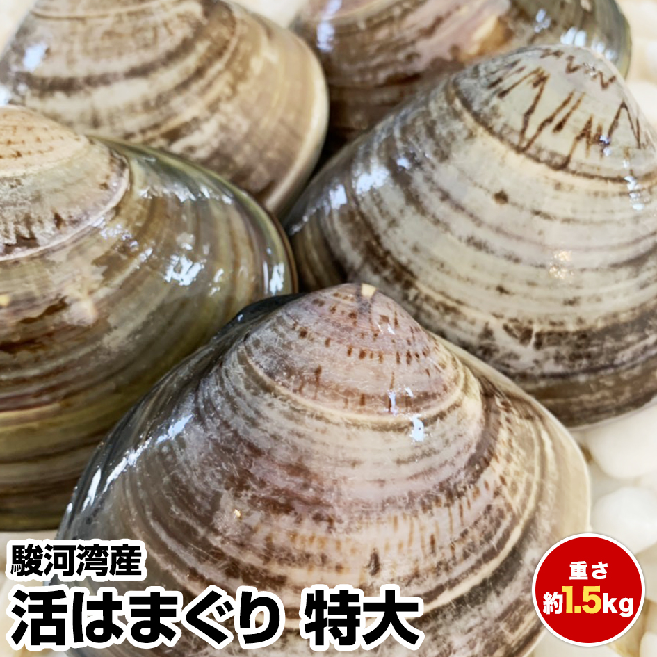 楽天市場 ハマグリ 蛤 はまぐり 国産 500g 60 80g 5 8個 お吸い物 鍋 佃煮 うどんなどに 豊洲市場直送 オトナのおつかい屋 楽天市場店