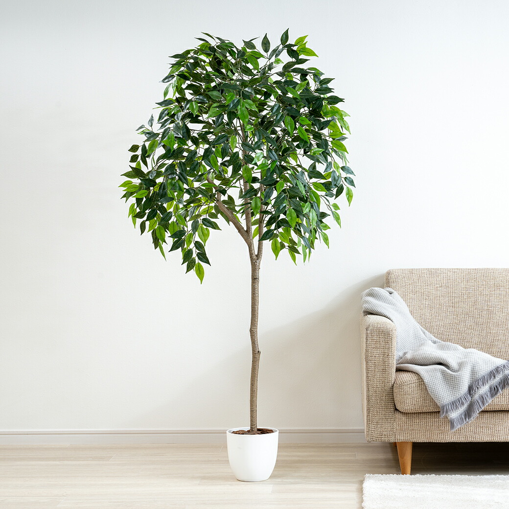 楽天市場】人工観葉植物 パキラ 光触媒 フェイクグリーン 大型 150cm