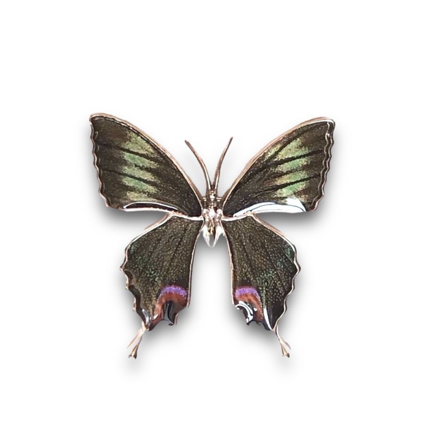 楽天市場】(Psyche/現品) 本物の蝶の翅アクセサリー バタフライ 蝶