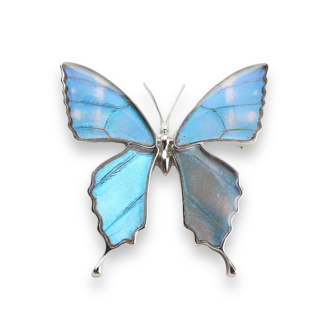 【楽天市場】(Psyche/現品) 本物の蝶の翅 アゲハ蝶 ブローチ兼 