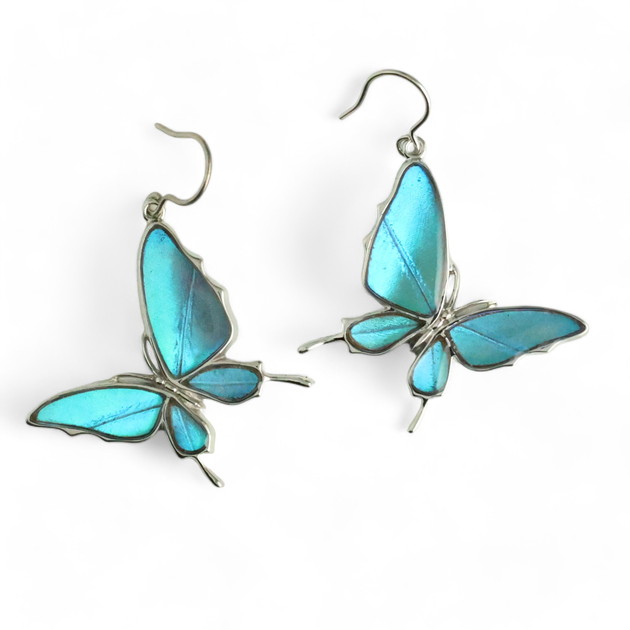 楽天市場】(Psyche/現品) 本物の蝶の翅 横向きアゲハ蝶ピアス