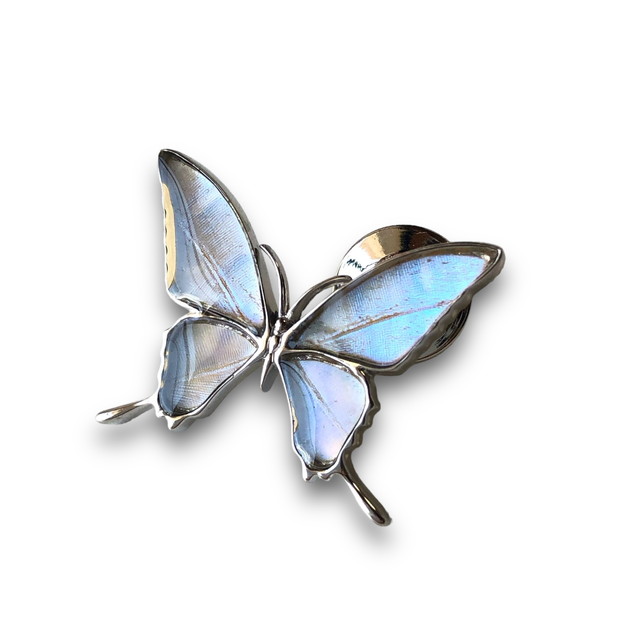 楽天市場】[カキカモルフォ] 本物の蝶の翅 アゲハ蝶 ブローチ兼