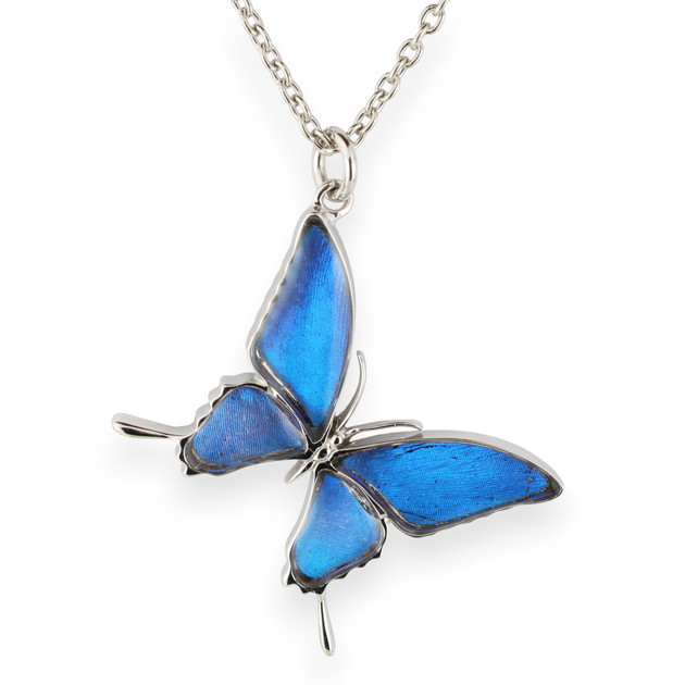 楽天市場】【スーパーセール◇10%OFF】（Psyche/現品) 本物の蝶の翅