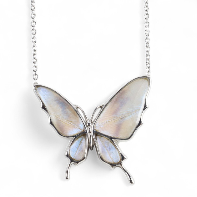 楽天市場】(Psyche/現品) スルコウスキーモルフォ モルフォ蝶 本物の蝶