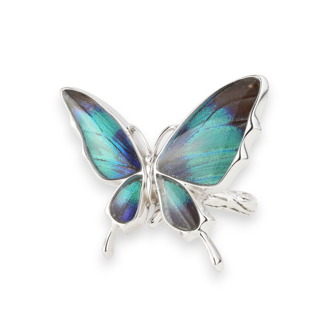 楽天市場】[スルコウスキーモルフォ] 本物の蝶の翅 舞い飛ぶ蝶 リング