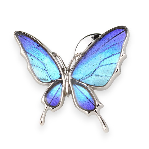 楽天市場】[タミラスムラサキシジミ] 本物の蝶の翅 アゲハ蝶 ブローチ