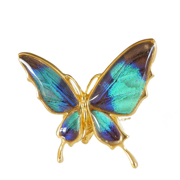 楽天市場 ドクソコパチェルビナ 本物の蝶の翅 舞い飛ぶ蝶 リング フリーサイズ Psyche Zps033g Gr オウン ピー アクセサリー