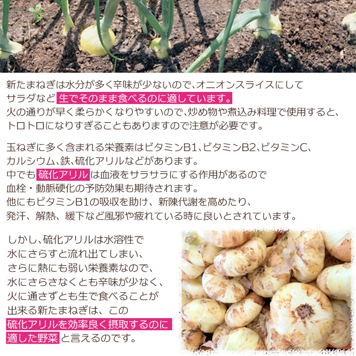 わけあり 熊本県産 新たまねぎ 10kg サラたま 玉ねぎ玉葱 わけあり 熊本県産 新たまねぎ 10kg サラたま 玉ねぎ玉葱