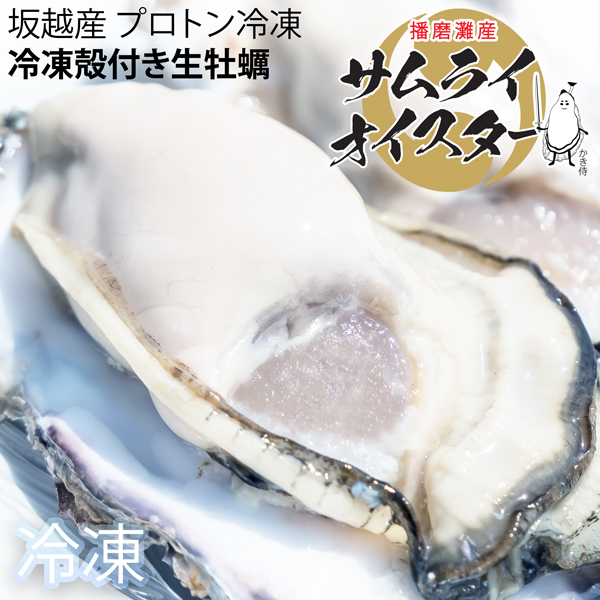 楽天市場】坂越産 生牡蠣むき身500g サムライオイスター [送料無料