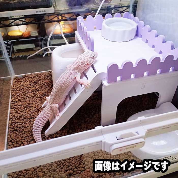 楽天市場】12月22日～23発送分【初心者向け】フトアゴヒゲトカゲ