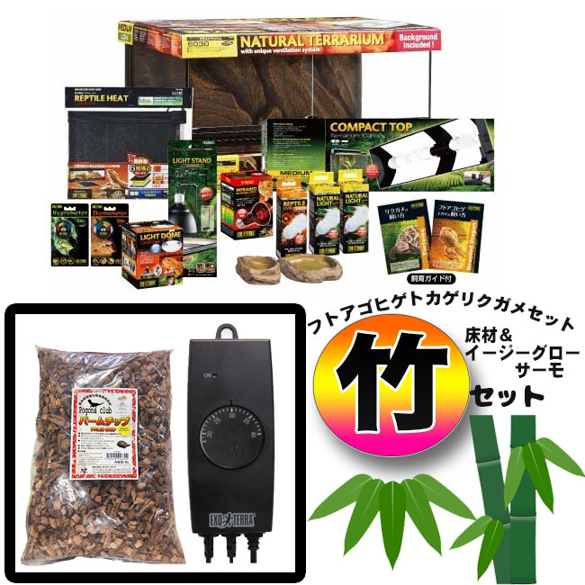 楽天市場】12月26日まで年内発送可能！【初心者向け】フトアゴヒゲ