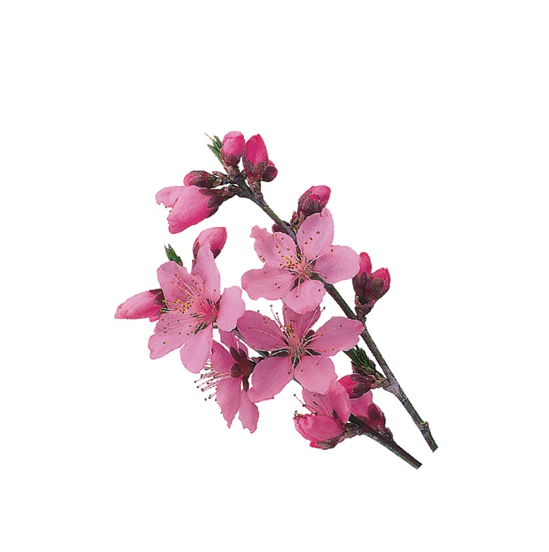 楽天市場】【バラ販売】グルメシート 抗菌 大葉 丸（約80φ）（1箱