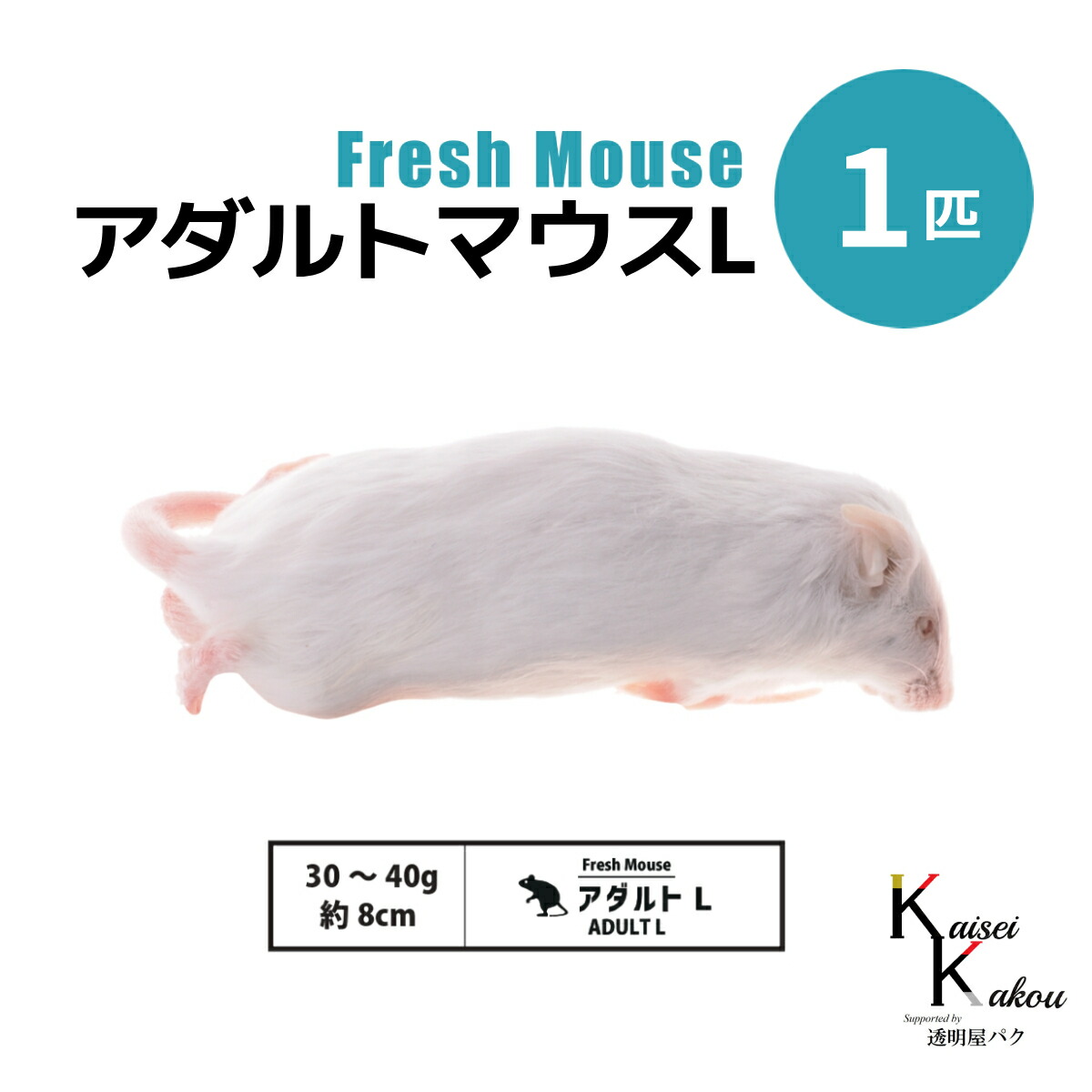 楽天市場】「アダルトマウスL 選べる数量 Biokimia 」 約8cm 30~40g