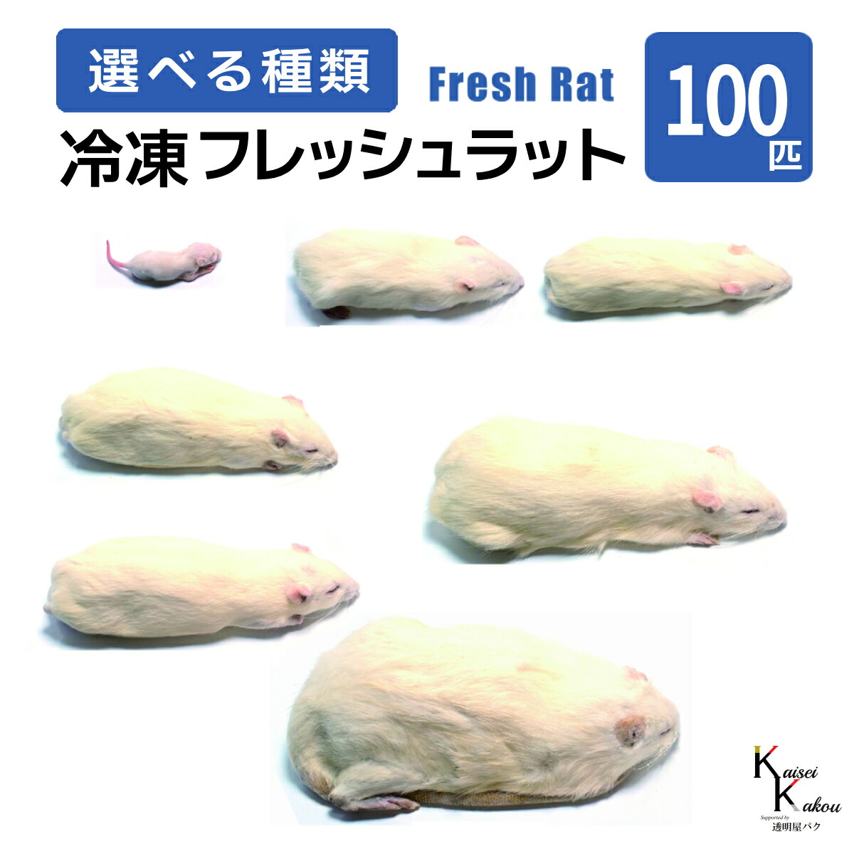 「ラット 100匹 選べる種類 Biokimia 」 冷凍ラット 冷凍マウス フレッシュラット フレッシュマウス 冷凍餌 エサ えさ 爬虫類 両生類 猛禽類 大型魚 大型肉食魚|カイセイ加工(透明屋パク)