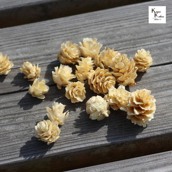 楽天市場】【花材】プリザーブドフラワー 大地農園みやこ松 小 1束10本