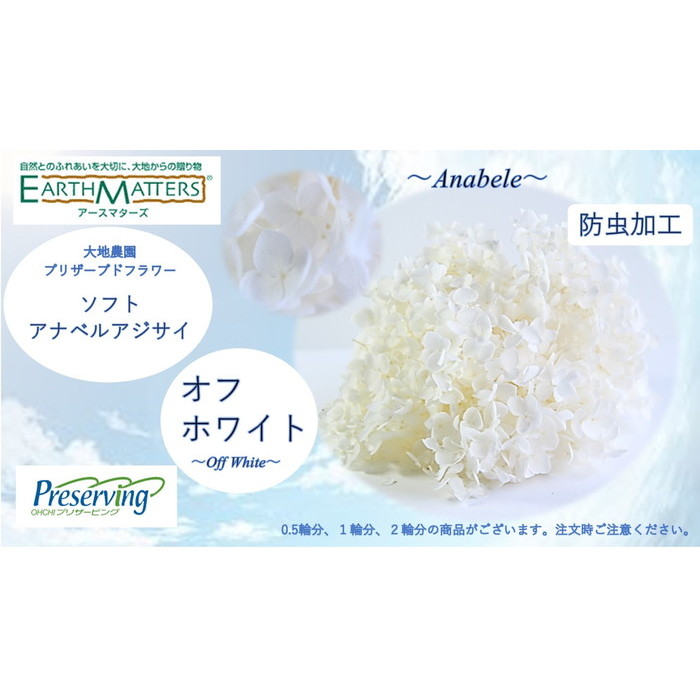 楽天市場 大地農園 プリザーブドフラワー 1輪分 アジサイ 白 ソフトアナベルアジサイ オフホワイト花材 ハーバリウム 紫陽花 アナベル プリザ ドライフラワー 透明屋パク