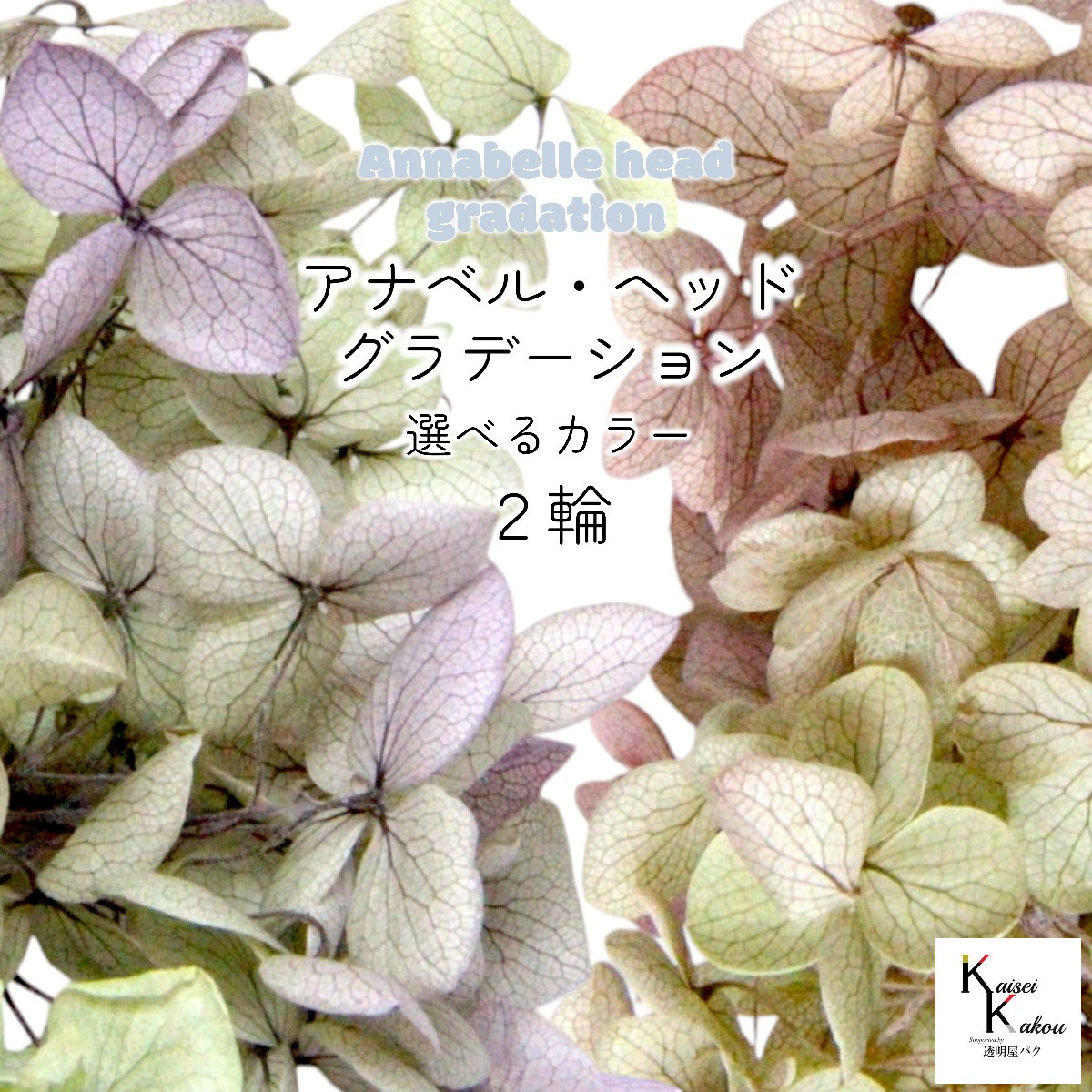 楽天市場】大地農園！ プリザーブドフラワー 「ピラミッドアジサイ