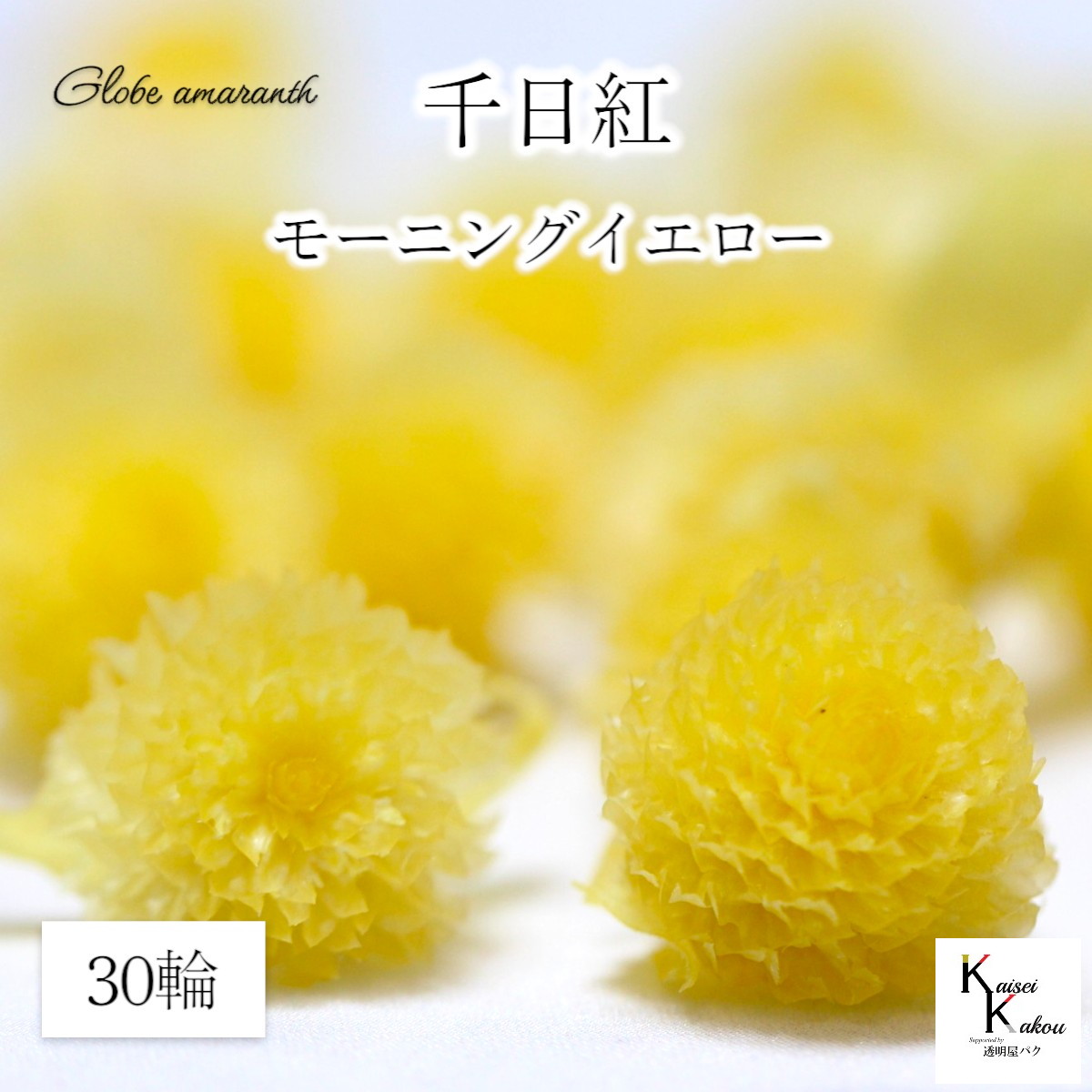 楽天市場】大地農園！プリザーブドフラワー 20輪【千日紅 センニチコウ