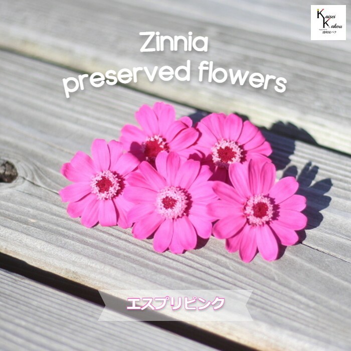 楽天市場】「大地農園！ドライフラワー「ジニア クリスタルピンク 5輪