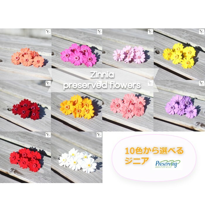 楽天市場】「大地農園！ドライフラワー「ジニア 選べる 5輪