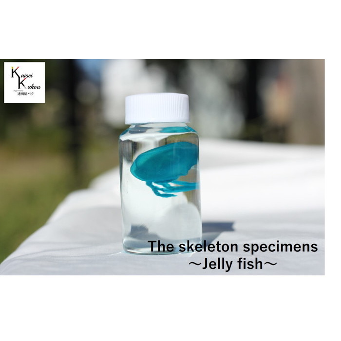 激安人気新品 透明標本 テナガダコ 値下げ その他 Labelians Fr 激安人気新品 透明標本 テナガダコ 値下げ その他 Labelians Fr